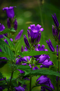 紫色花卉绽放于绿叶间