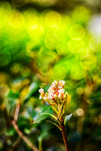 绿叶丛中绽放的娇艳小花