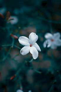 白色小花特写