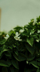 绿叶丛中的白色小花