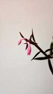 粉色垂花植物特写