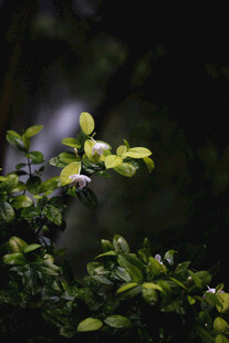 绿叶丛中的生机瞬间