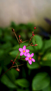 娇艳粉色小花绽放枝叶间