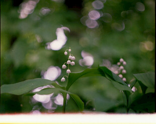 清新花朵与绿叶的景致