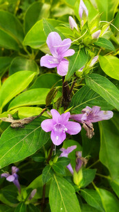 紫花绿叶绽放的美丽瞬间