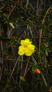 黄色小花绽放于绿植间