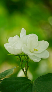 洁白花朵绽放绿意间