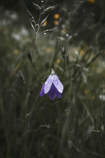 紫色铃状小花绽放于草丛