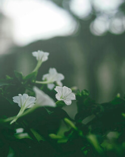 清新白色小花绽放