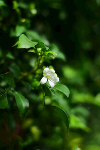 绿叶间绽放的白色小花