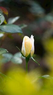 含苞待放的白色月季花