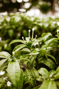 翠绿繁茂的生机植物