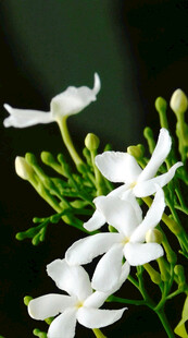 清新素雅的白色茉莉花