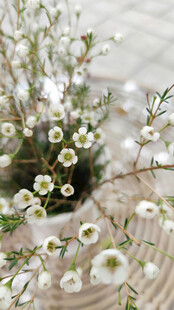 白色小花盆栽特写