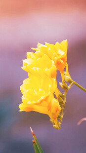带露黄花娇艳欲滴