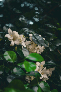 枝头绽放的素雅白色花朵