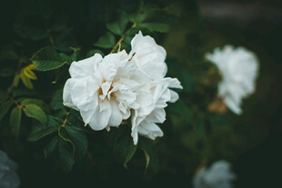 洁白绽放的娇艳月季花