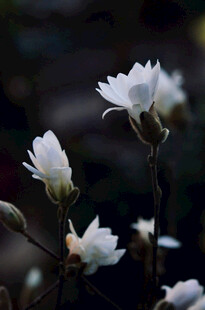 洁白玉兰花绽放枝头
