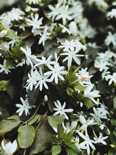 星状小白花