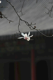 窗前玉兰花枝俏