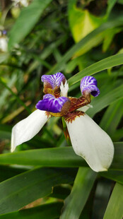 美丽鸢尾花绽放于绿叶间