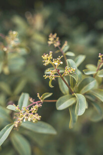 绿叶间的黄色小花