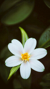 素雅小白花绽放绿叶间