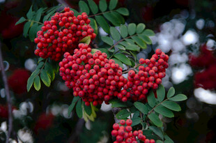 红果绿叶的美丽花楸