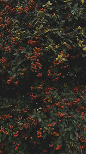 红果满枝的繁茂植物景观