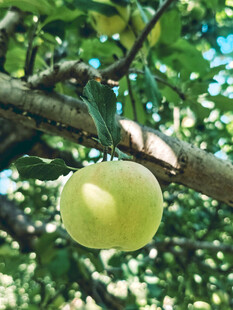 枝头青苹果
