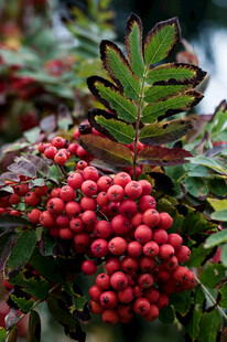 红果绿叶的美丽植物