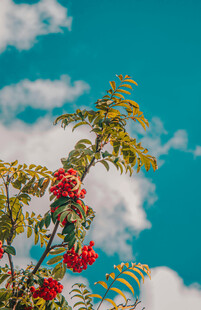 蓝天映衬下的绚烂花枝