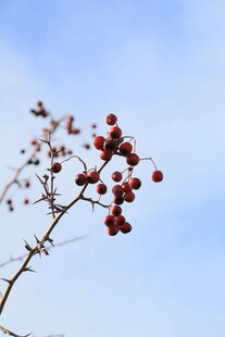 蓝天映衬下的红果枝条