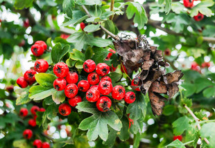 红果绿叶间的自然景致