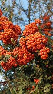 枝头橙红浆果绽放