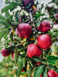 枝头硕果累累的红苹果