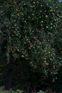 硕果累累的苹果树
