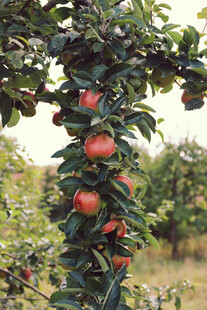 枝头硕果累累的苹果树