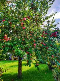 硕果累累的繁茂苹果树