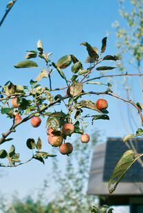 枝头硕果累累的柿子树