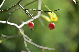 枝头红果