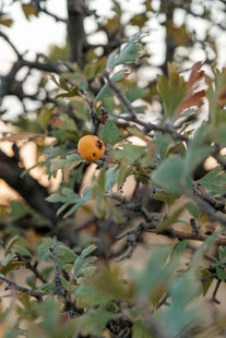 枝头橙果映绿叶