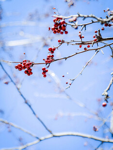 枝头红果映蓝天