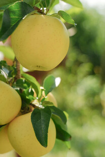 枝头黄澄澄的饱满苹果