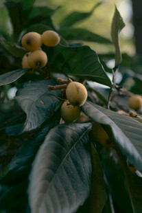 枝头挂着的新鲜桂圆