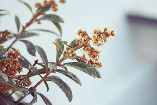 枝头绽放的橙色小花