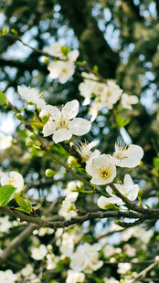 枝头绽放的洁白花朵