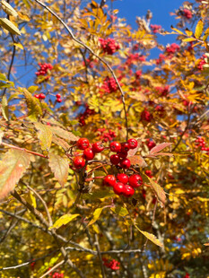 秋日枝头红果与黄叶
