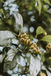 枝头黄果与绿叶相依