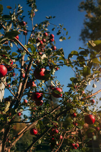 硕果累累的苹果树枝